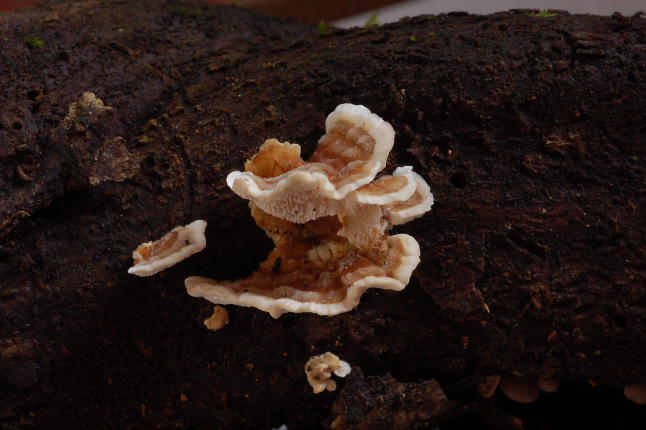 Quale Trametes??